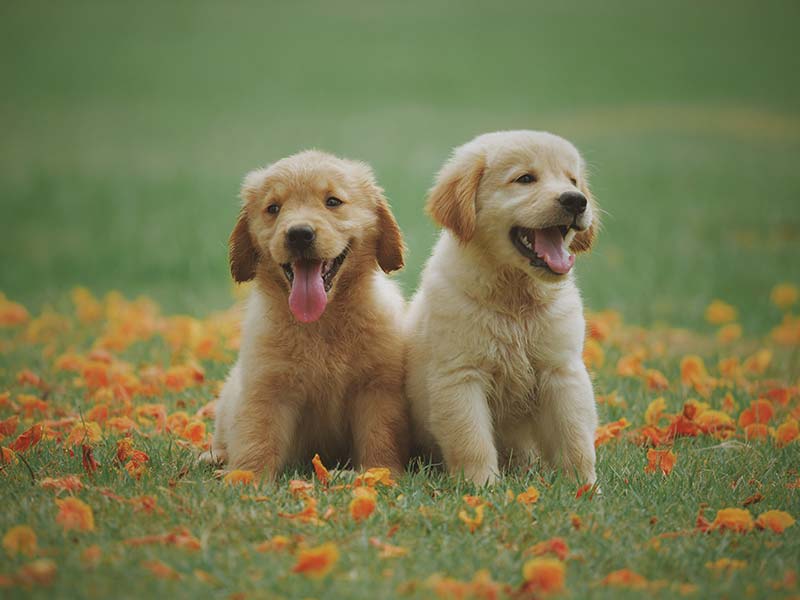 two golden retriever puppies playing in the grass